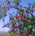 りんご年間栽培暦