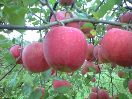 収穫時のりんご園の様子